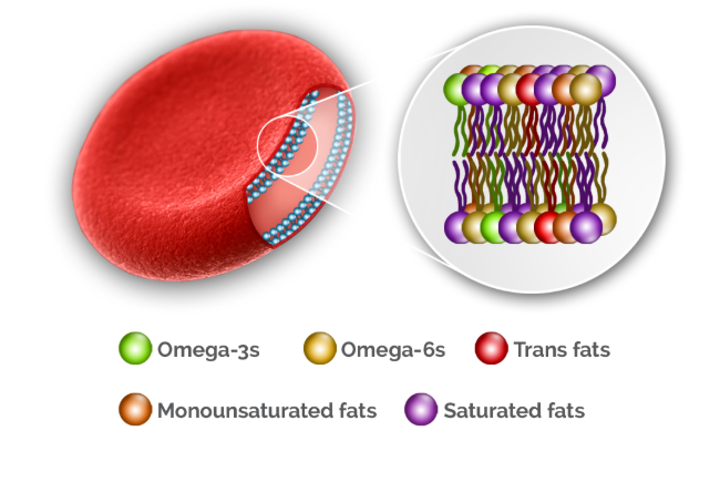 Omega 3 Basic Blood Test